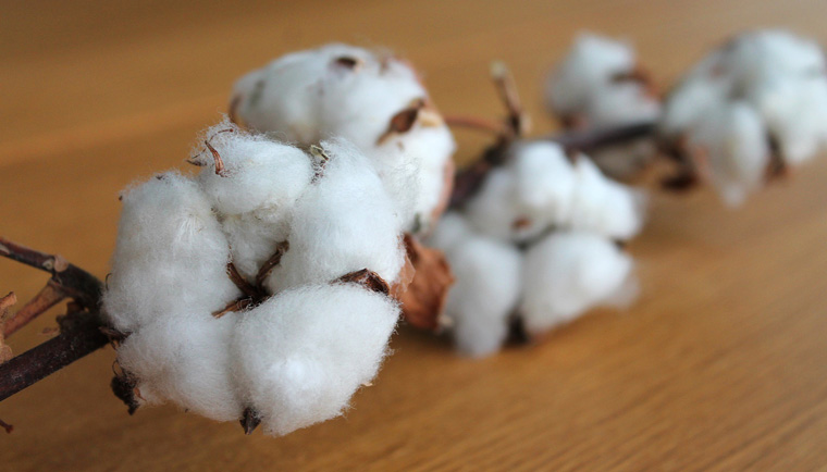 7 faktov o bavlne, ktoré by ste mali poznať